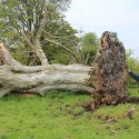 Uprooted tree reveals 1,000-year-old skeleton